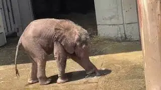 マルミミゾウ　アオ　誕生3か月