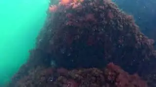 Snorkelling @ Mill Cove Wharf and Breakwater December 1, 2024