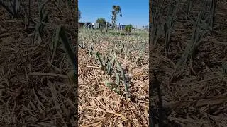 Just a patch of Red Onion, Brown Onion  Spring Onion and Leek #farming #onion #growyourownfood