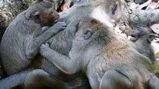Jack and Sweet Pea Help Donny From Dana Bite Baby | Baby Monkey