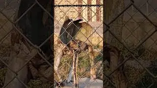 Find a cat #cat #pets #relaxing #animals #love #beautiful #nature #beauty #kids #pakistan #geography