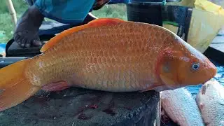 Big Fish Cutting Process | Professional Fish Cleaning and Slicing for a Satisfying ASMR Experience