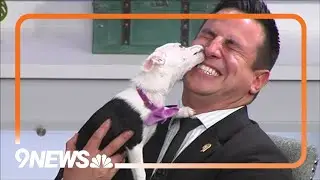 Petline9 | Tiny puppy available for adoption gives 9NEWS anchor bath