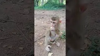 we hungry we must eat #monkey #shorts