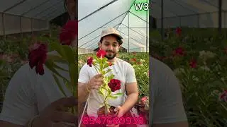 ❤️!!ADENIUM SALE COMBO OFFER!!❤️ഈ combo മിസ്സ്&zwnj; ആക്കല്ലേ 😍🥰 വിത്ത്പോട്ട് combo W3