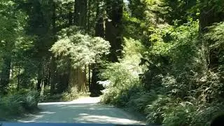 California | Drive from Boy Scout Trail to Stout Grove