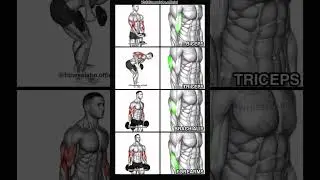 Les Meilleurs Exercices pour des Bras Massifs ! (Biceps, Triceps, Avant-bras)