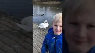 How to feed a SWAN Feeding swans by Hand staying calm and not afraid