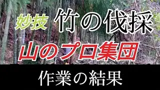 【プロによる 竹林伐採】②作業の後。こんな風に なってるんだ！