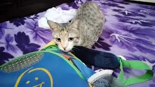 Mau ka daily routine 💖🐈 cat care tips ❤️#cats#care