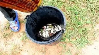 Amazing fishing in Battambang cambodia Khmer net fishing How to fishing with hand ( Part 1