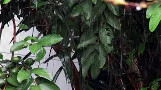 Raining Sound for Sleeping &ndash; Natural Rain Ambience for Deep Sleep and Total Relaxation