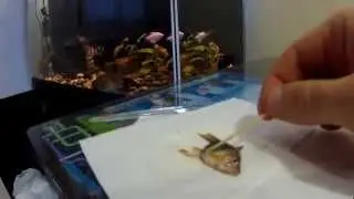 Отличие самки от самца у тигровых (суматранских) барбусов