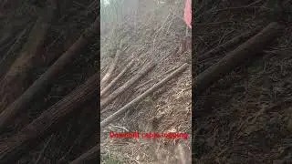 Tong thrower logging downhill in southern Oregon