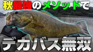 【50アップ】秋最強のあの釣り方を試したらデカバス爆釣過ぎたんだが！【バス釣り】【川スモール】