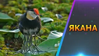 Якана. Птица - мутант или чудо природы?