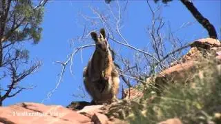 Yellow Footed Rock Wallaby