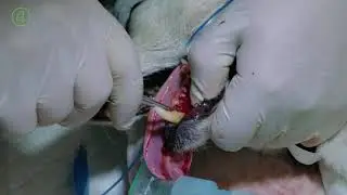 Elevation technique for Dentanomic veterinary dental instruments