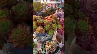 Very Impressive and so beautiful succulents | So amazing and beautiful