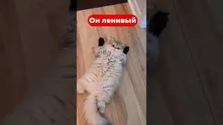 Normal English v s Slang  Напишите внизу в комментариях какие сленги на английском вы знаете