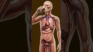 Grapes Inside Your Body | 3D Anatomy Breakdown #Grapes #3DAnatomy #HumanBody #YouTubeShorts