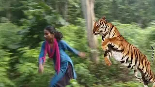 Real Bengal Tiger attack🌳in the forest Layn attack man in the forest chita  attack on village 🐆🙏#f🙏.