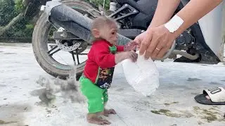 Monkey SinSin pooped all over his diaper and ran to find Dad for help