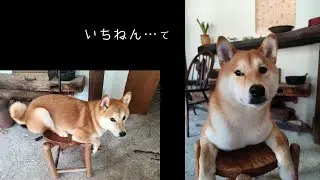 一年と 柴犬と