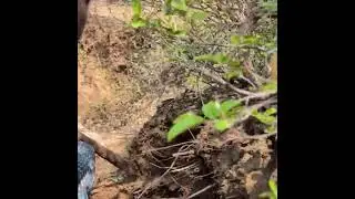 Tribal Tracking Skills in Action &ndash; Massive Kudu Hunt! #SurvivalSkills