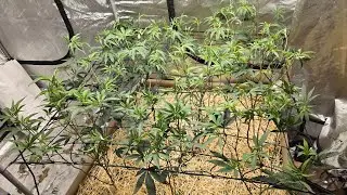 Flipping to flower in the 4x4 bed | How to defoliate, super crop, and trellis your grow area.