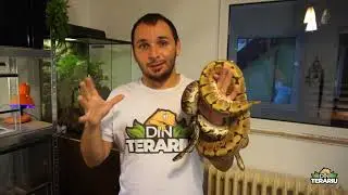 Ep. 70 - Pitonul regal