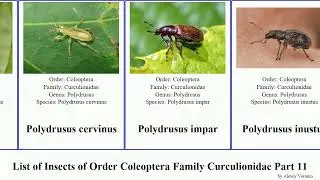 List of Insects of Order Coleoptera Family Curculionidae Part 11 polydrusus rasilinus pissodes