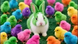 Catch Color Chicken, Cute Chicken, Duck, Rainbow Chicken, Rabbit, Cute Animals