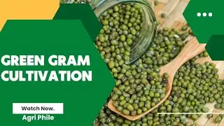 Green gram  Cultivation #agriculture #jrf #agronomy