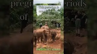 A mother elephant has the longest gestation period of any other animal.