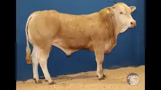 SR186 - ULTIME - RJV