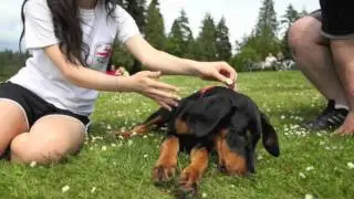 Ruger The dobie Puppy! :)