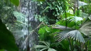 ASMR | Sleep Inducing Music For Insomnia, It Feels Like A Rainy Forest, White Noise 불면증을 위한 수면유도음악