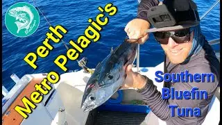 Southern BlueFin Tuna Bag Out, In Perth Metro Waters While the Demersal Ban is On, Ep.33 BlissNiques