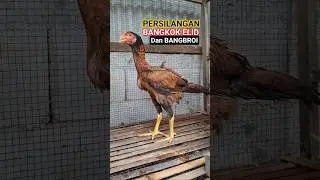 Hasil Silang Bangkok Ekor Lidi dan Bangbroi 2.5 Bulan 🐓 #ternakayam #ekorlidi #hybridanimals