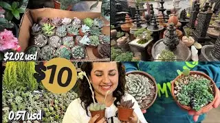 Visitando vivero, la mejor terapia