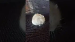 cute hamster Washing itself. #hamster