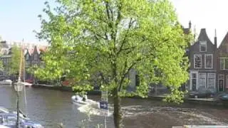 Mango Tree On Oude Singel