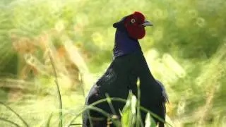 hanzabuさん キジの母衣打ち