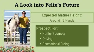 FOR SALE: See Ya Later Alligator - 2024 Half Welsh Pony Gelding - Training Highlight