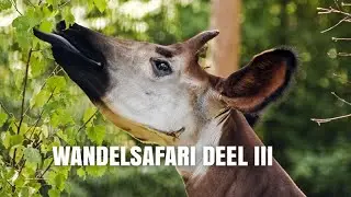 WANDELSAFARI DEEL III