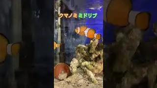 ミドリフグとクマノミの現在！#ショーツ、アクアリウム