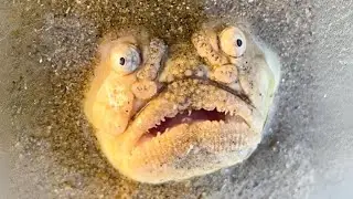 Northern Stargazer ☠️ Terrifying Creature HIDDEN Below!