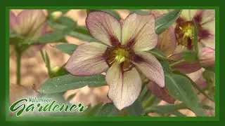 Hellebore Hybridizer | Volunteer Gardener