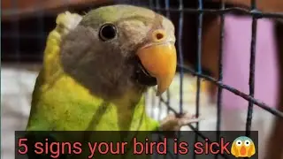 5 Signs your bird is sick. Symptoms that your bird may be sick.